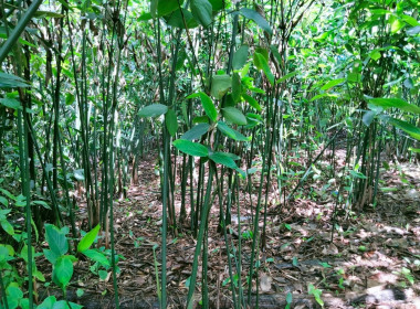 กลุ่มส่งเสริมและพัฒนาธุรกิจสหกรณ์ ... พารามิเตอร์รูปภาพ 5